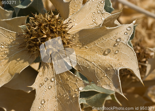 Image of Sea holly