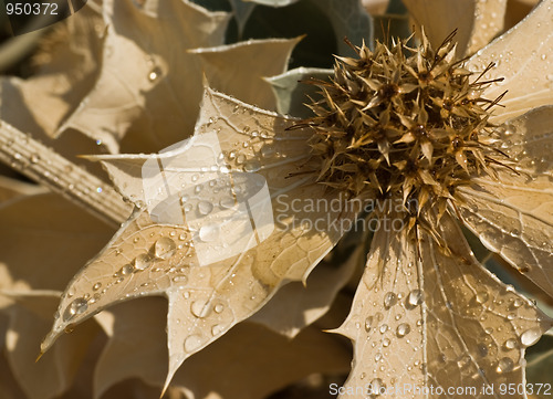 Image of Sea holly