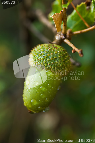 Image of Young acorn