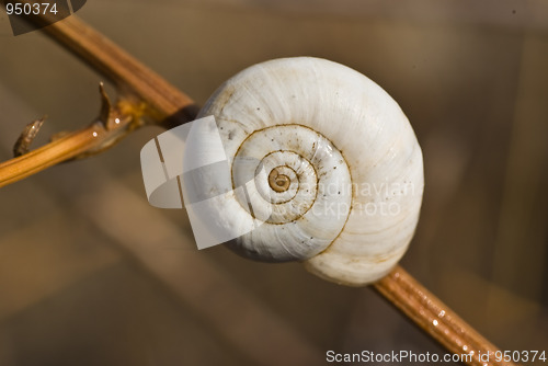 Image of Snail shell