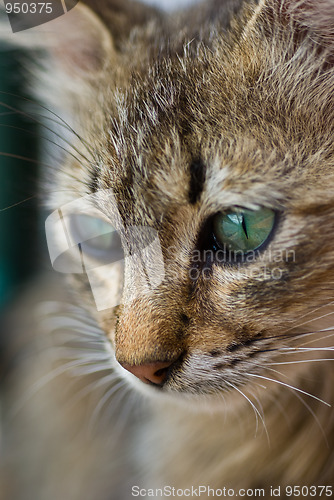 Image of Cat eyes