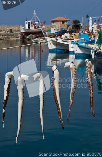 Image of Suntanned octopus