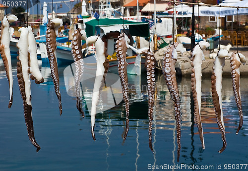 Image of Suntanned octopus