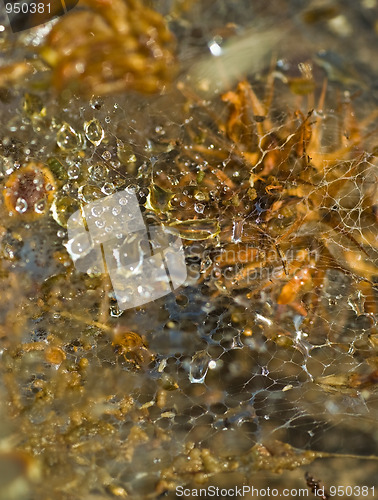 Image of Water droplets