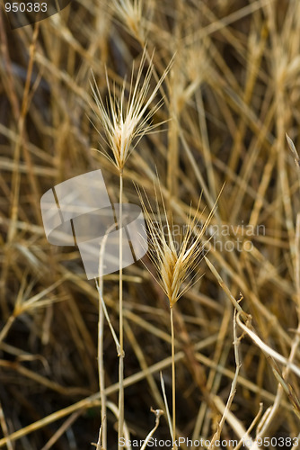 Image of Grass composition