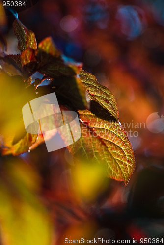 Image of Floral pattern