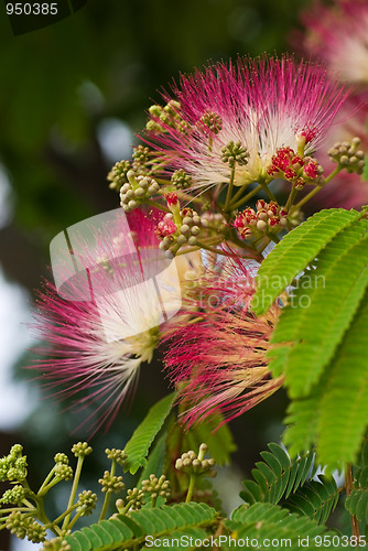 Image of Flowering acacia