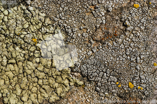 Image of Lichens on a stone