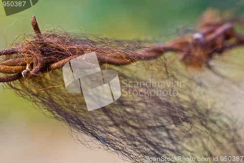Image of Barbed wire