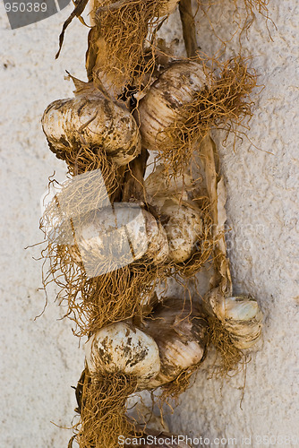 Image of Bunch of garlic