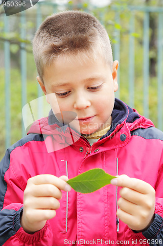 Image of Boy looking at leaf