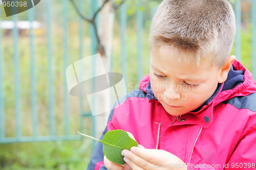 Image of Boy examining leaf