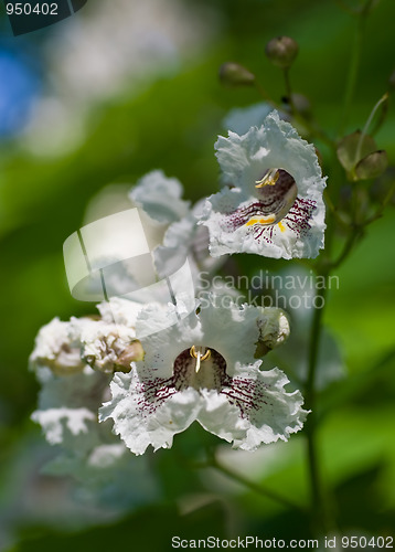 Image of Flowers of Catalpa