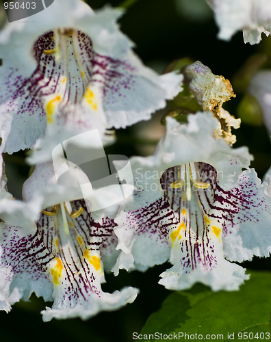 Image of Flowers of Catalpa