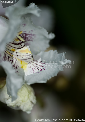 Image of Flowers of Catalpa