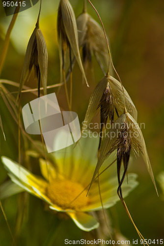 Image of Flowering grass