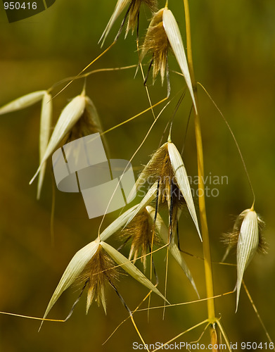 Image of Flowering grass