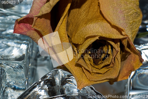 Image of Dried rose