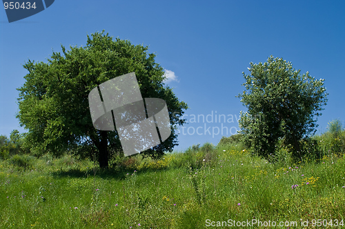 Image of Olive tree