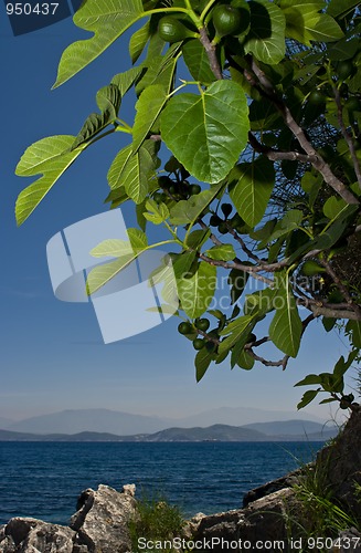 Image of Fig tree