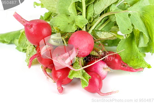 Image of Fresh radishes