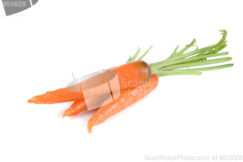 Image of Carrots