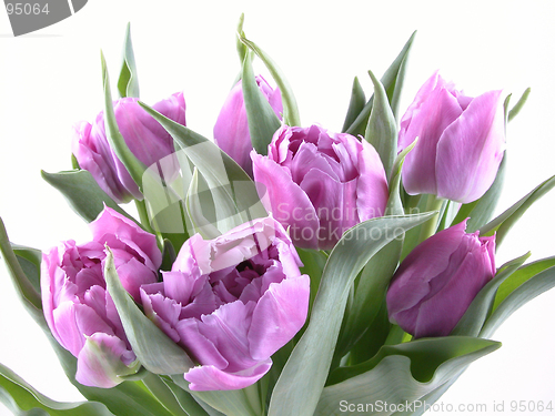 Image of tulips