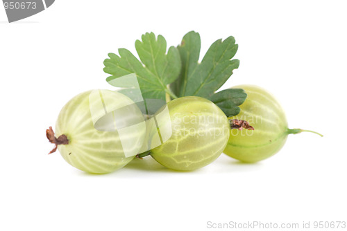 Image of gooseberries