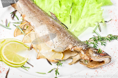 Image of trout fish