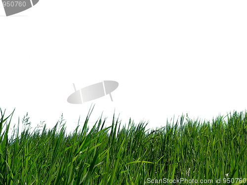 Image of Green grass 