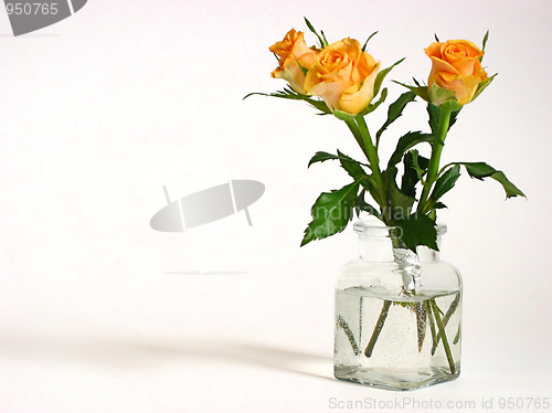 Image of yellow roses 