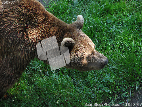 Image of Brown Bear