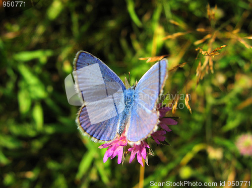 Image of blue butterfly (Polyommatus icarus) 
