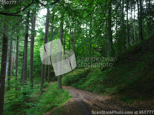 Image of Green forest road background detail 