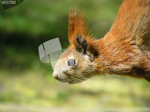 Image of squirrel 