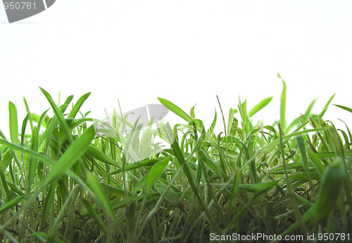 Image of green grass 