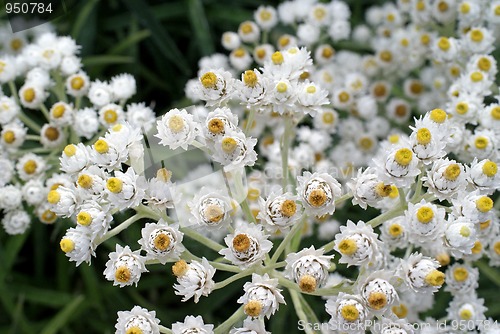 Image of White Achillea 