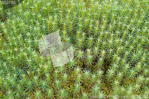 Image of Green Moss Background (Polytrichum commune) 