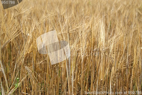 Image of Ripe Golden Barley Field