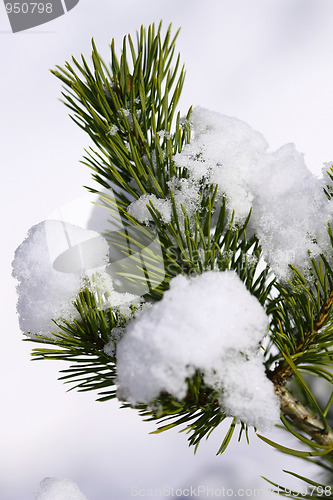 Image of Frost on Pine