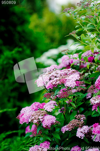 Image of pink flowers