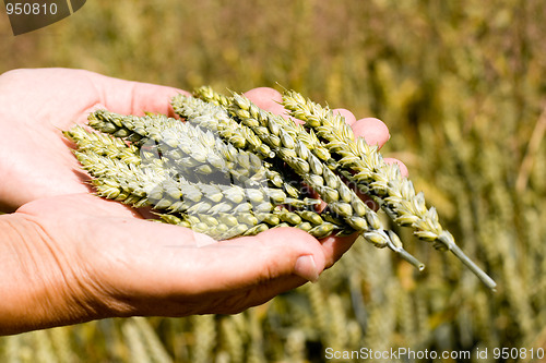 Image of wheat ears