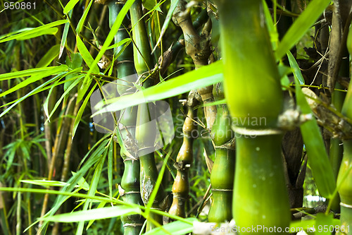 Image of Asian Bamboo forest