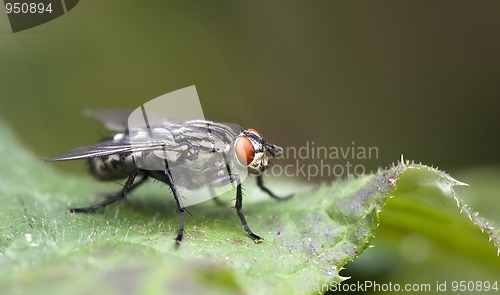 Image of fly