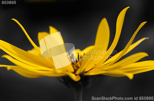 Image of sun flower
