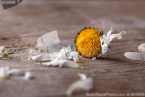 Image of withered daisy flower
