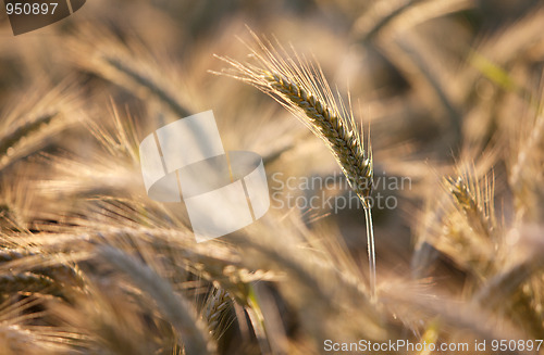 Image of Fields of Wheat in Summer