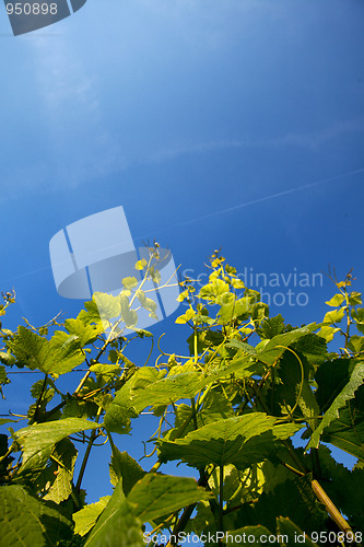 Image of Vineyard in Southwest Germany