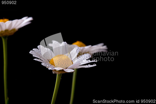 Image of Daisy Flowers with Dewdrops