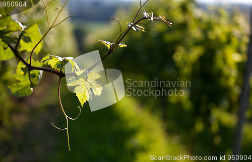 Image of Vineyard in Southwest Germany